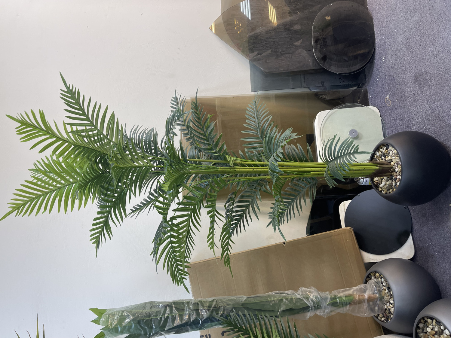 شجرة نخلة صغيرة